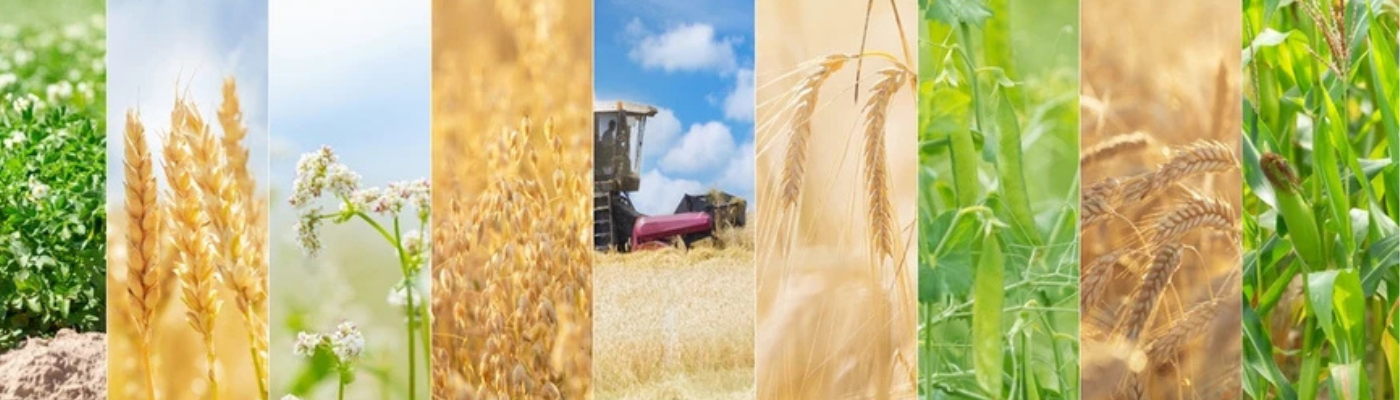 Ganesha Hybrid Seeds